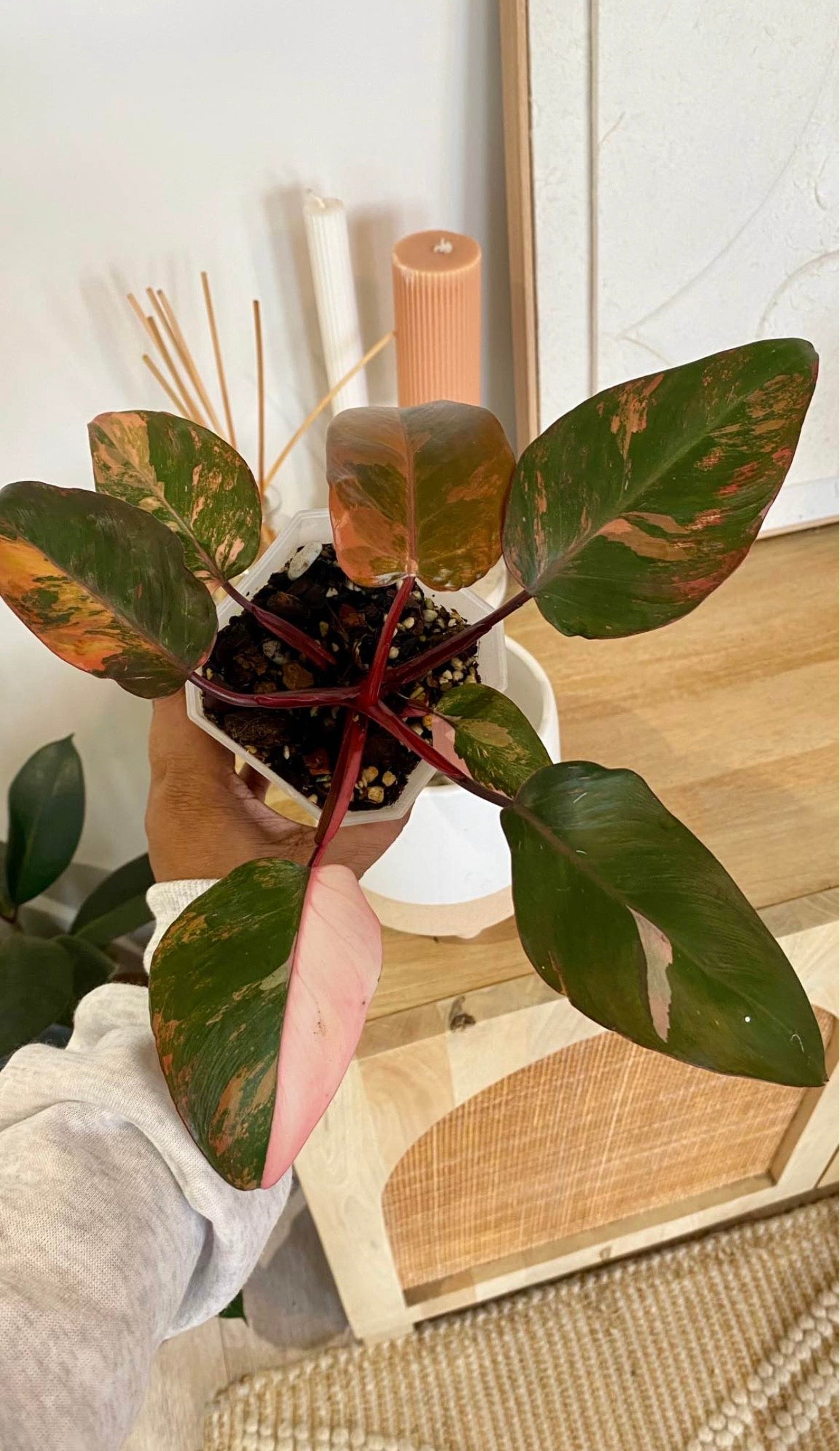 Philodendron Fire Princess