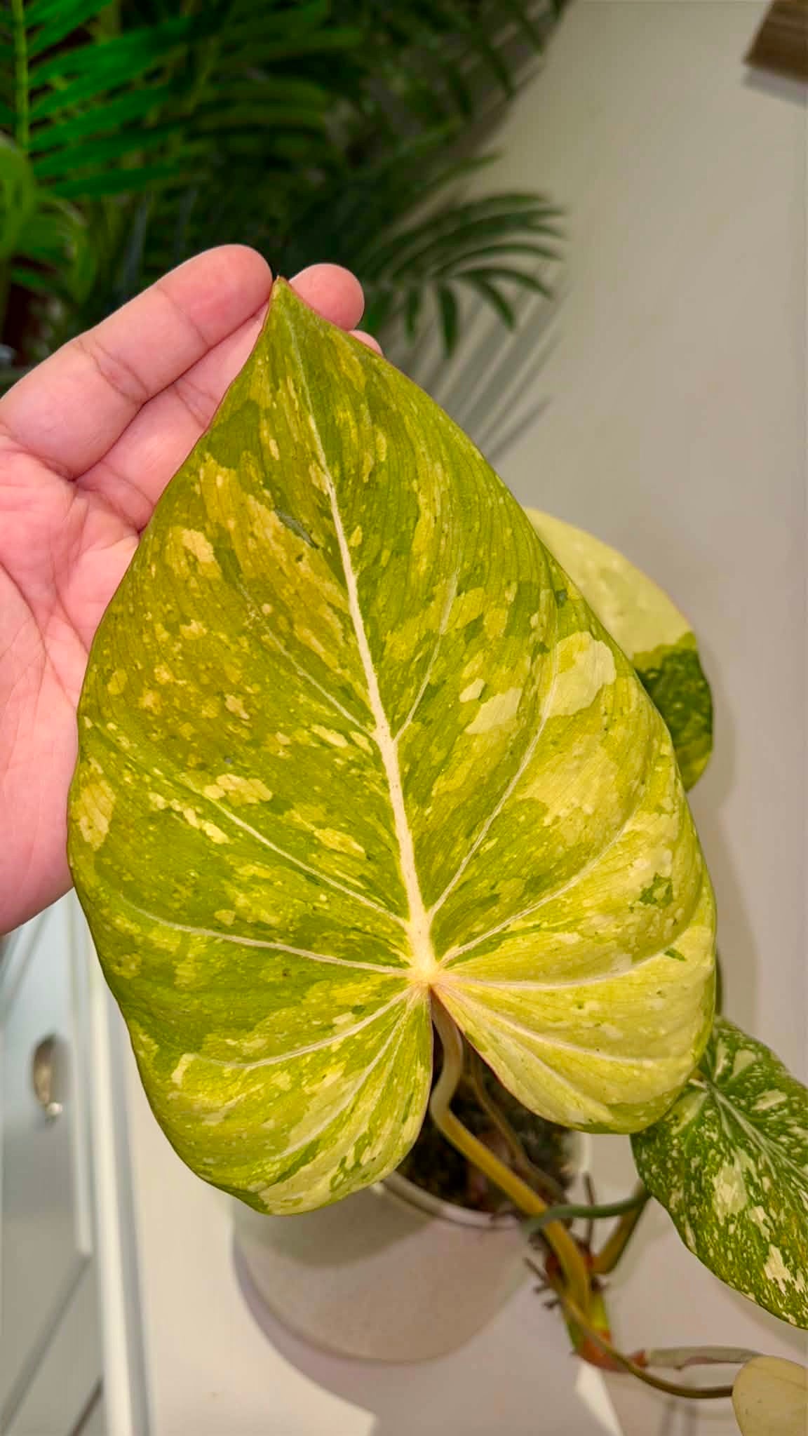 Philodendron gloriosum Variegated