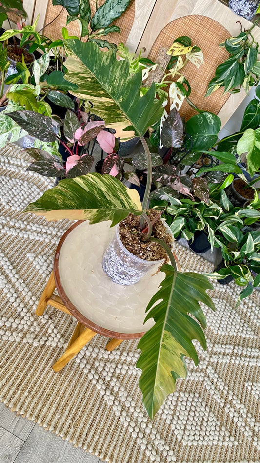Philodendron Caramel Mable Variegated