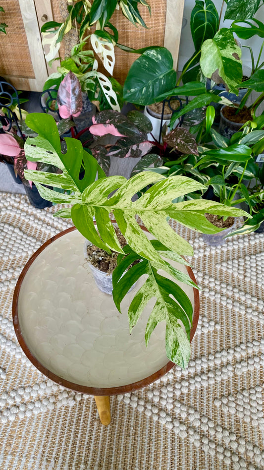 Epipremnum Pinnatum Marble Variegated
