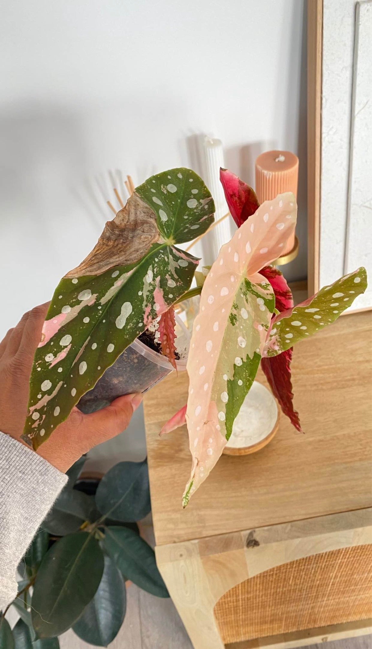 Begonia Maculata variegated