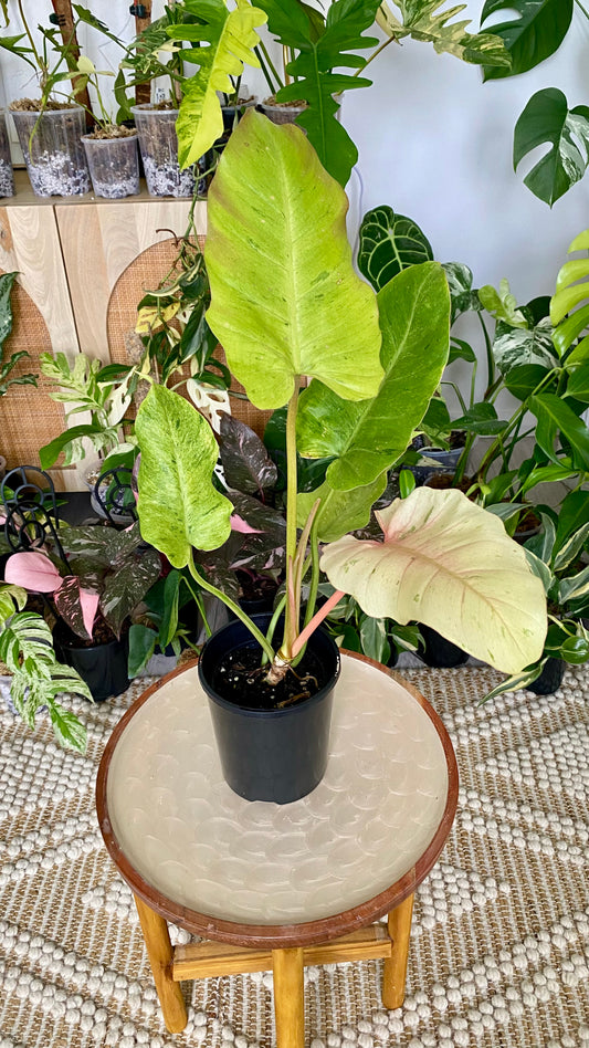 Philodendron Snowdrift