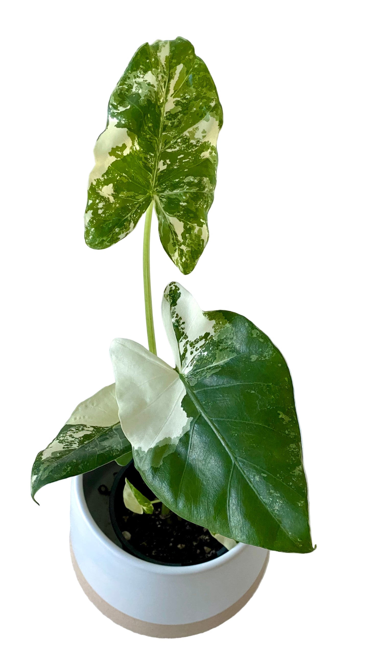 Alocasia maccrorhiza