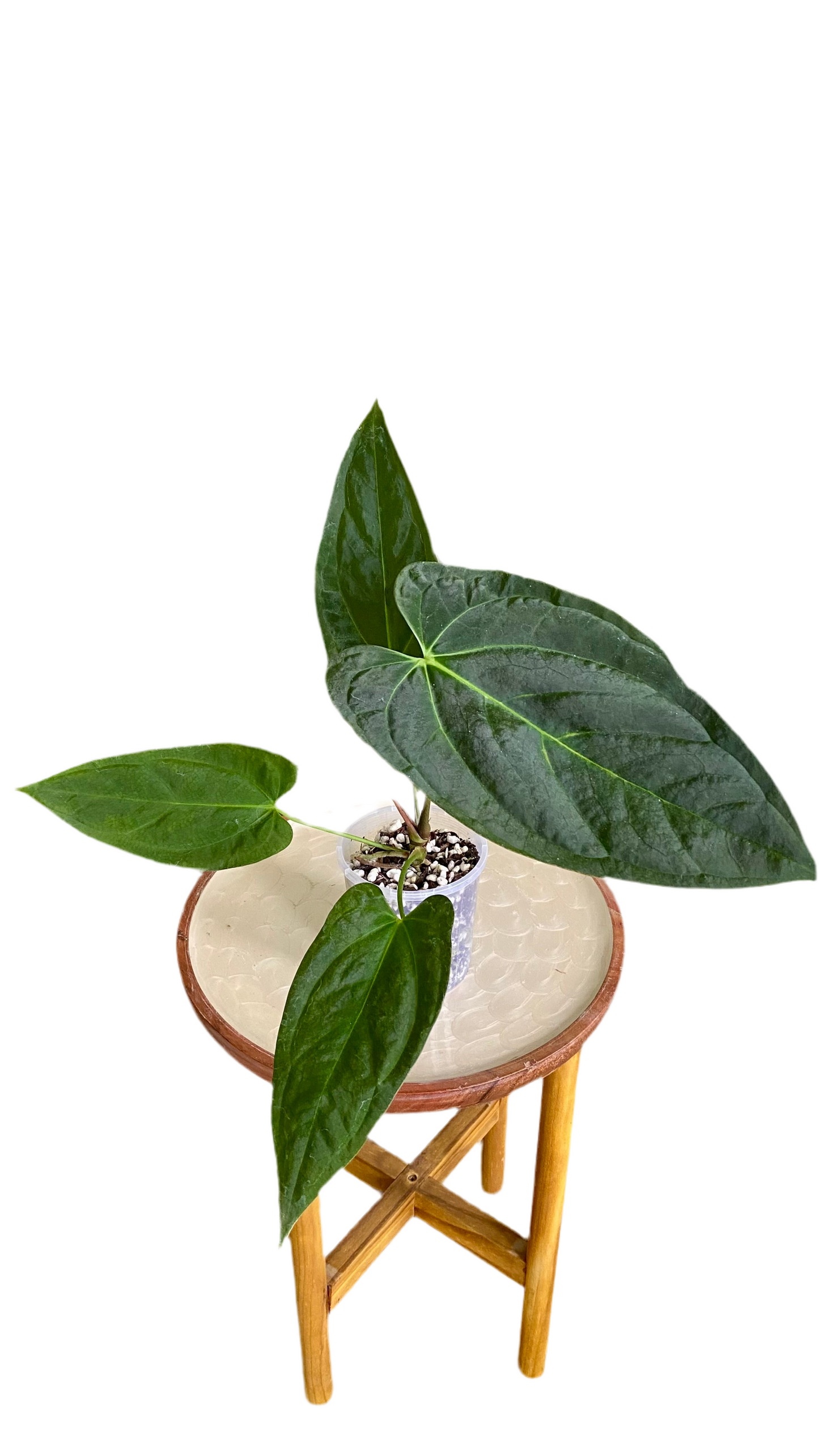 Anthurium Papillilaminum x Dressleri