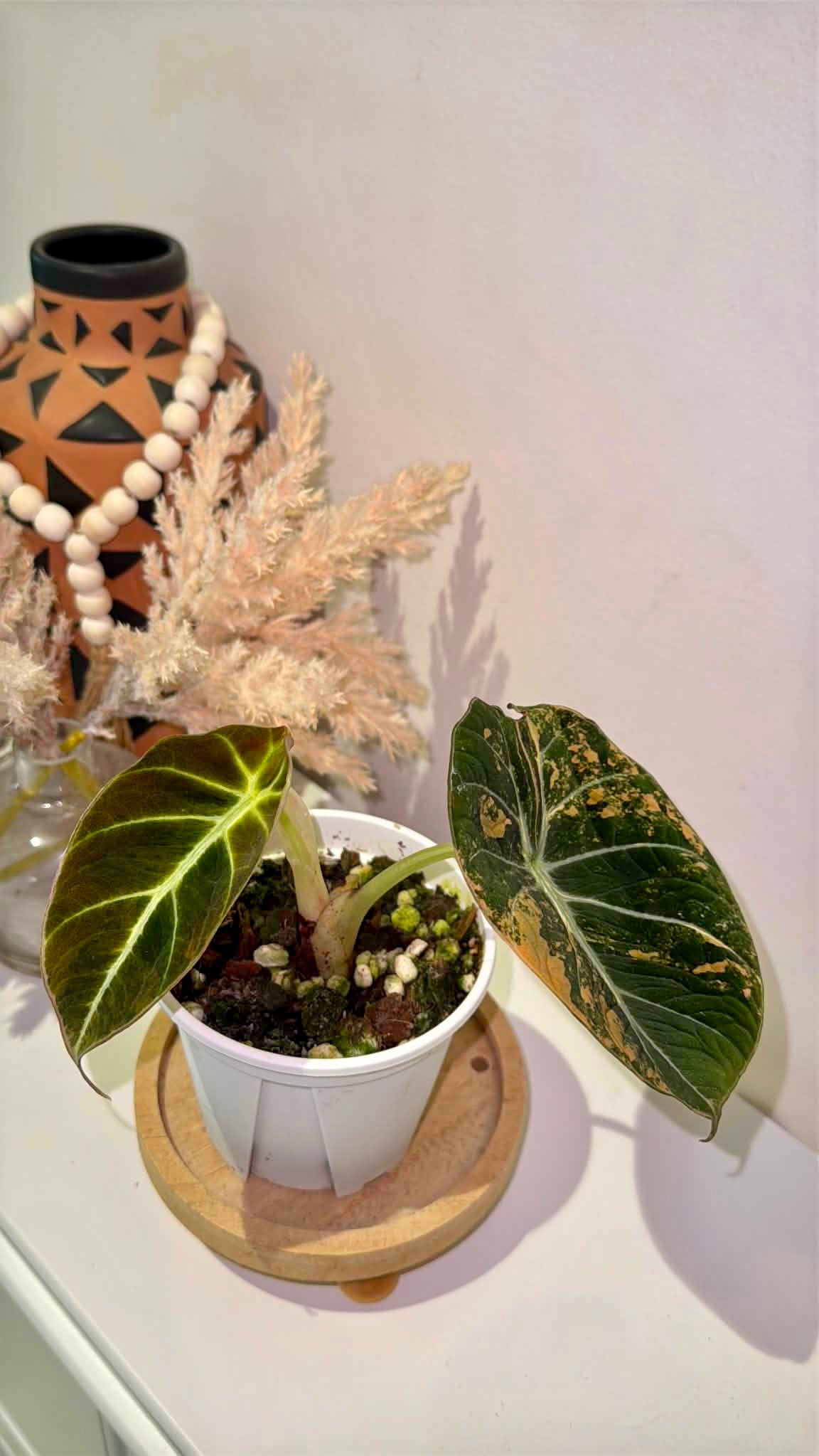 Alocasia Black Velvet Gold Variegated