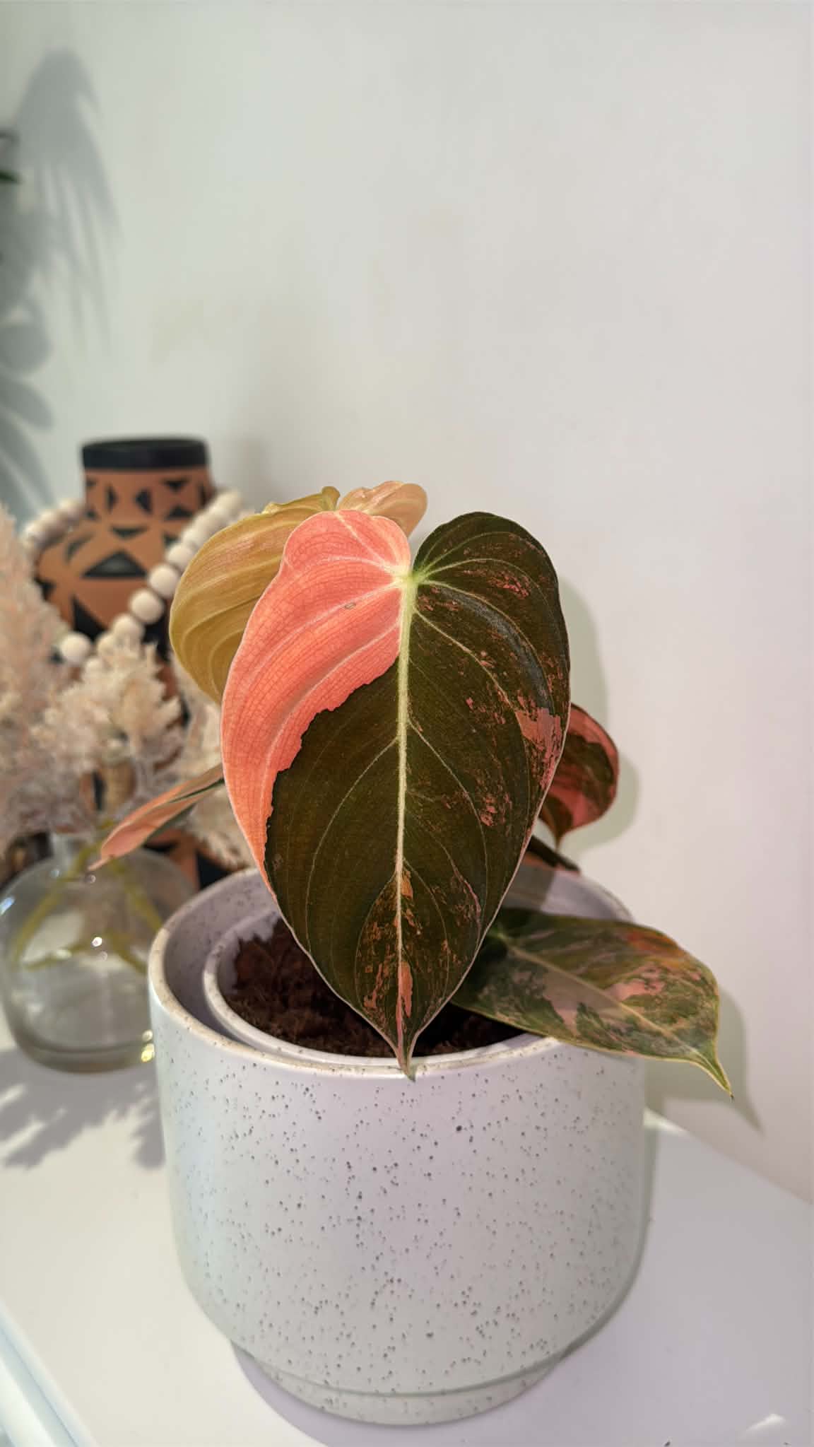 Philodendron Melanochrysum  'Orange/ Pink Bonfire' Variegated