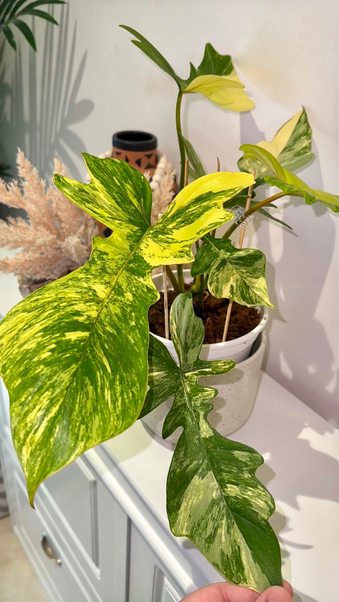 Philodendron Florida Beauty × P. Mayoi