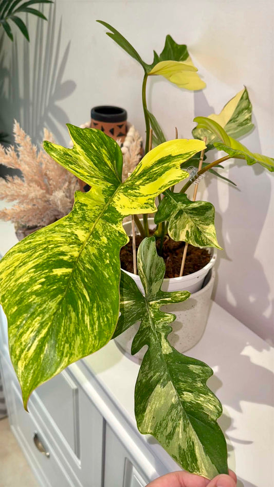 Philodendron Florida Beauty × P. Mayoi