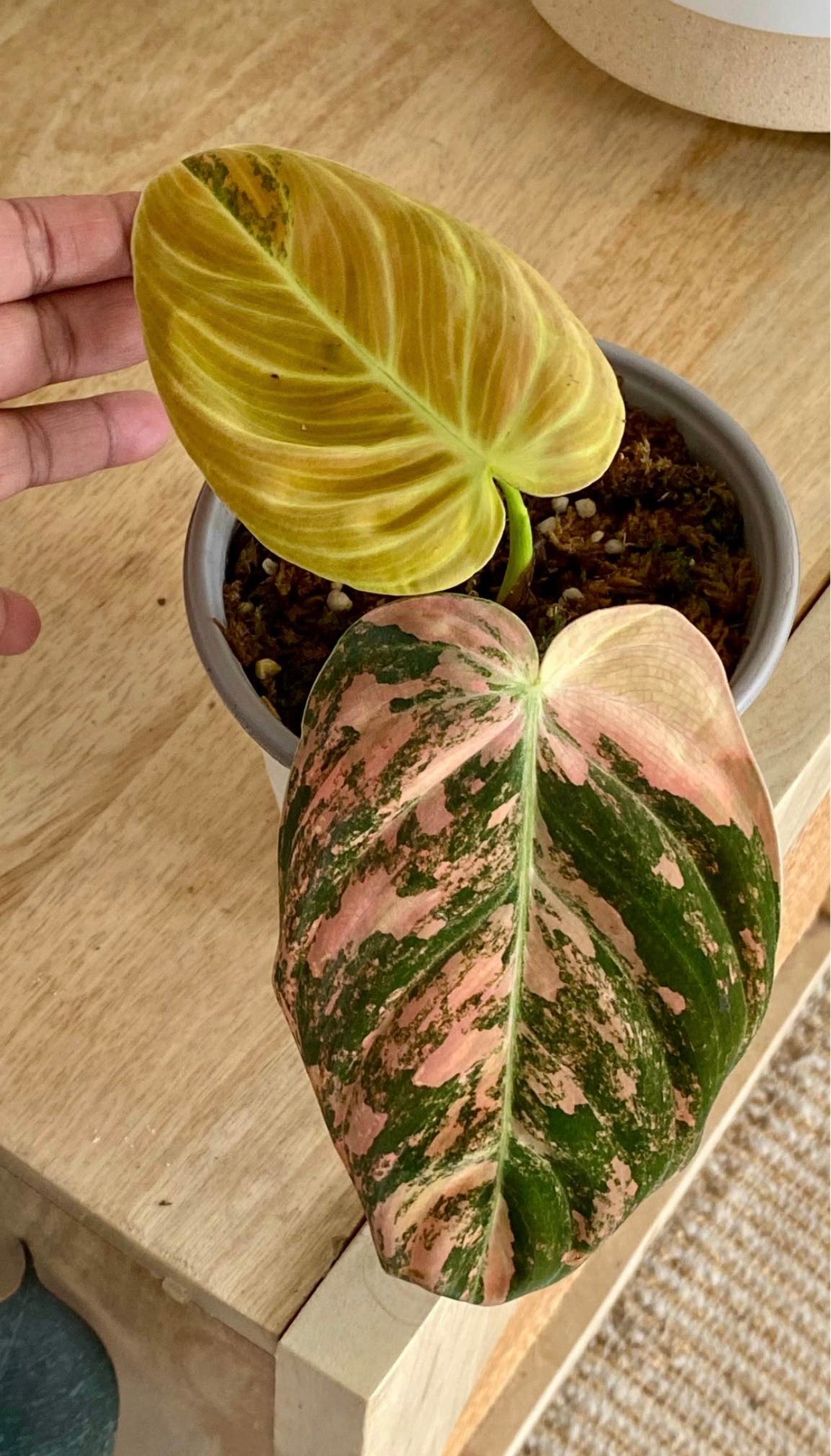 Philodendron Melanochrysum Orange/ Pink