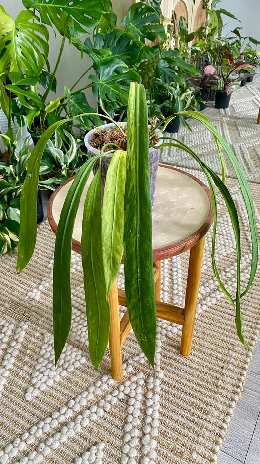 Anthurium Vittarifolium Variegated