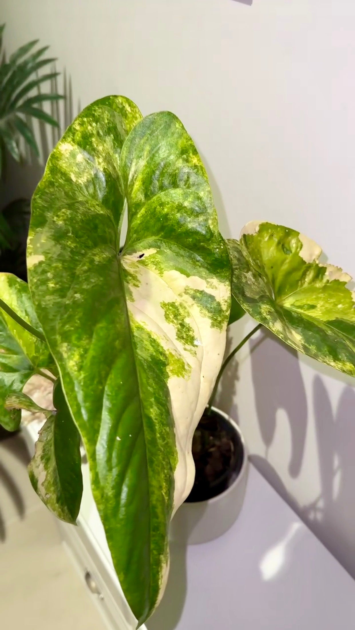 Anthurium Watermaliense Variegated