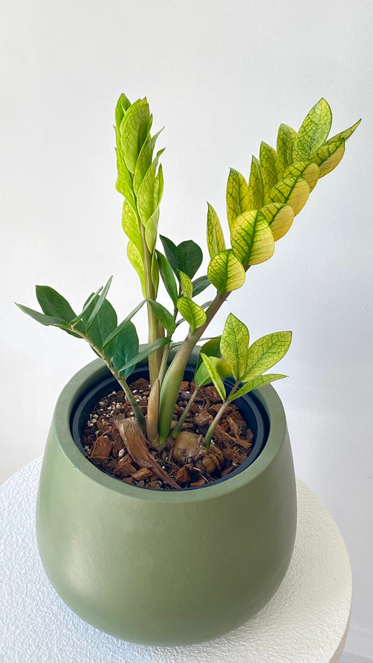 Zamioculcas Zamiifolia - Akebono