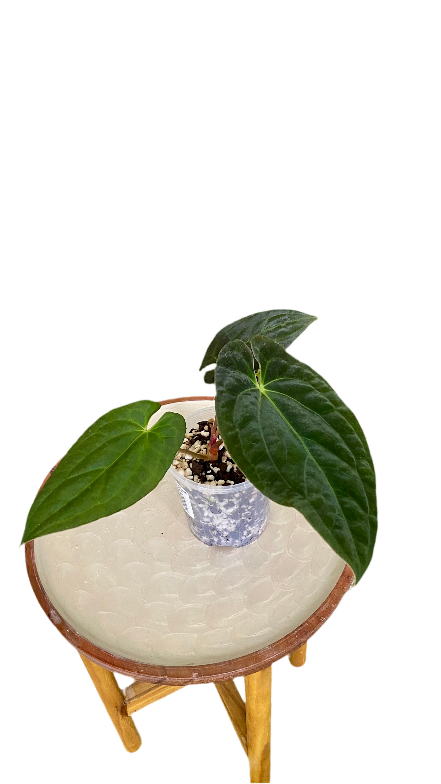 Anthurium Papillilaminum x Dressleri