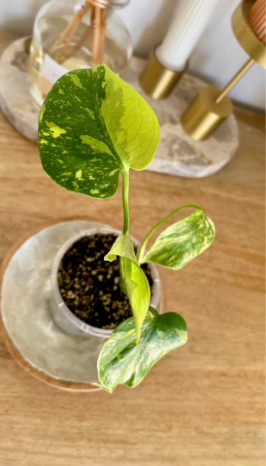 Monstera Electrolytet