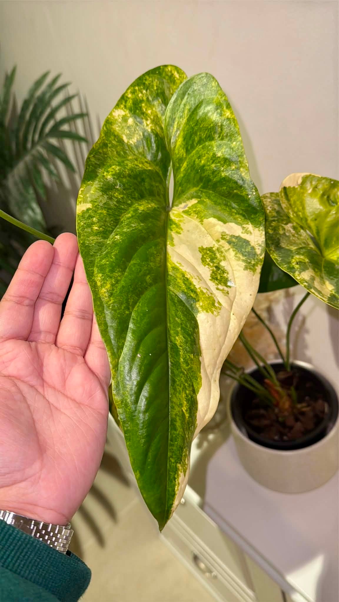 Anthurium Watermaliense Variegated