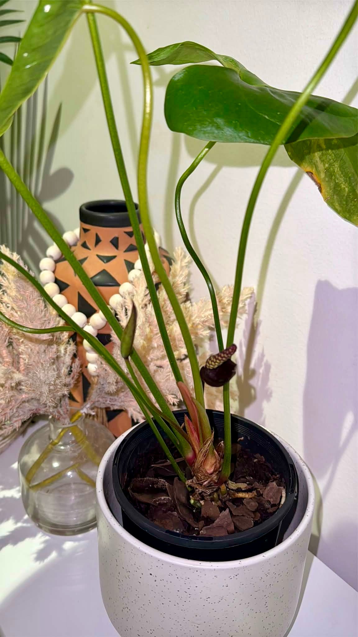 Anthurium Watermaliense Variegated