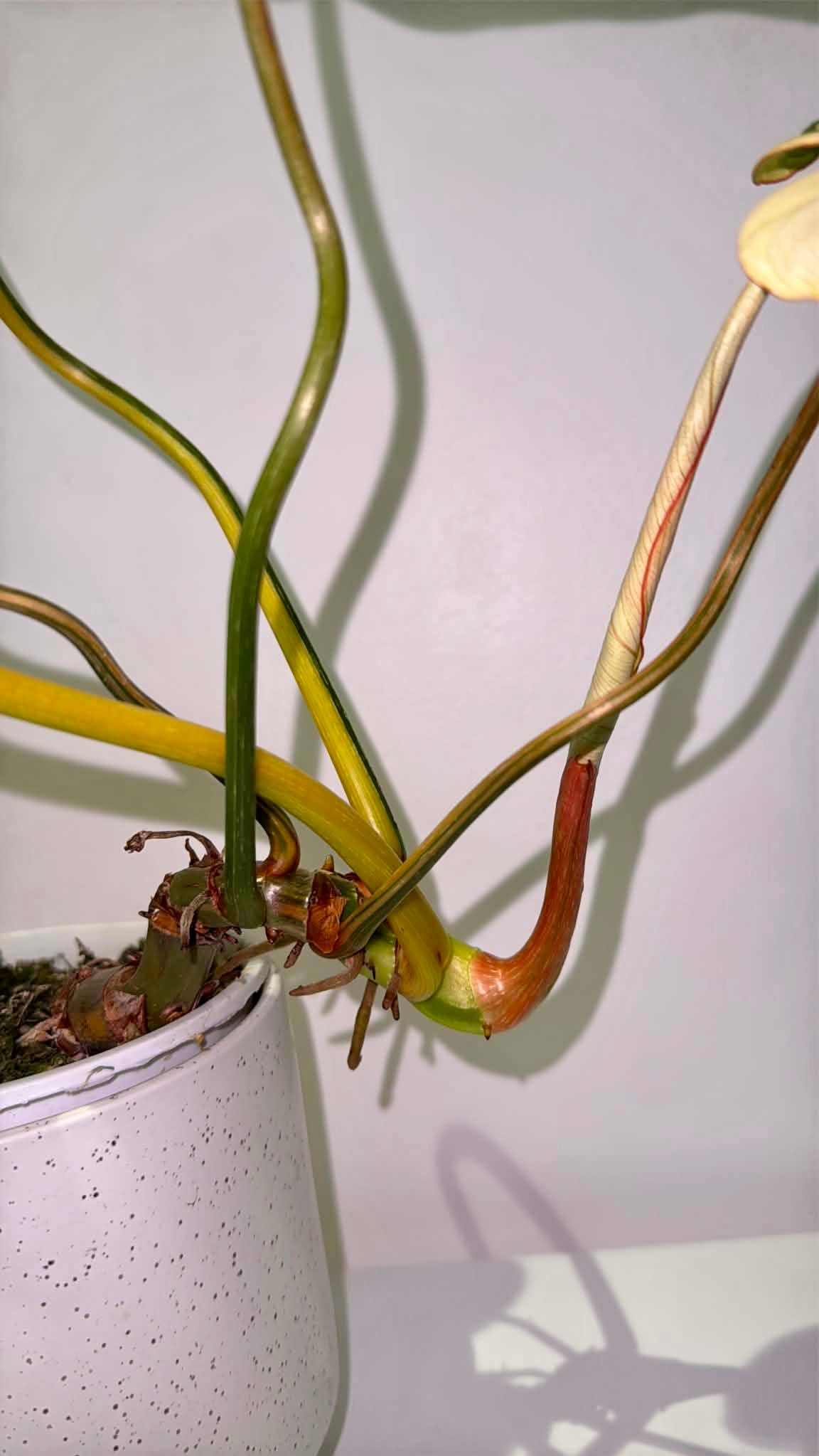 Philodendron gloriosum Variegated
