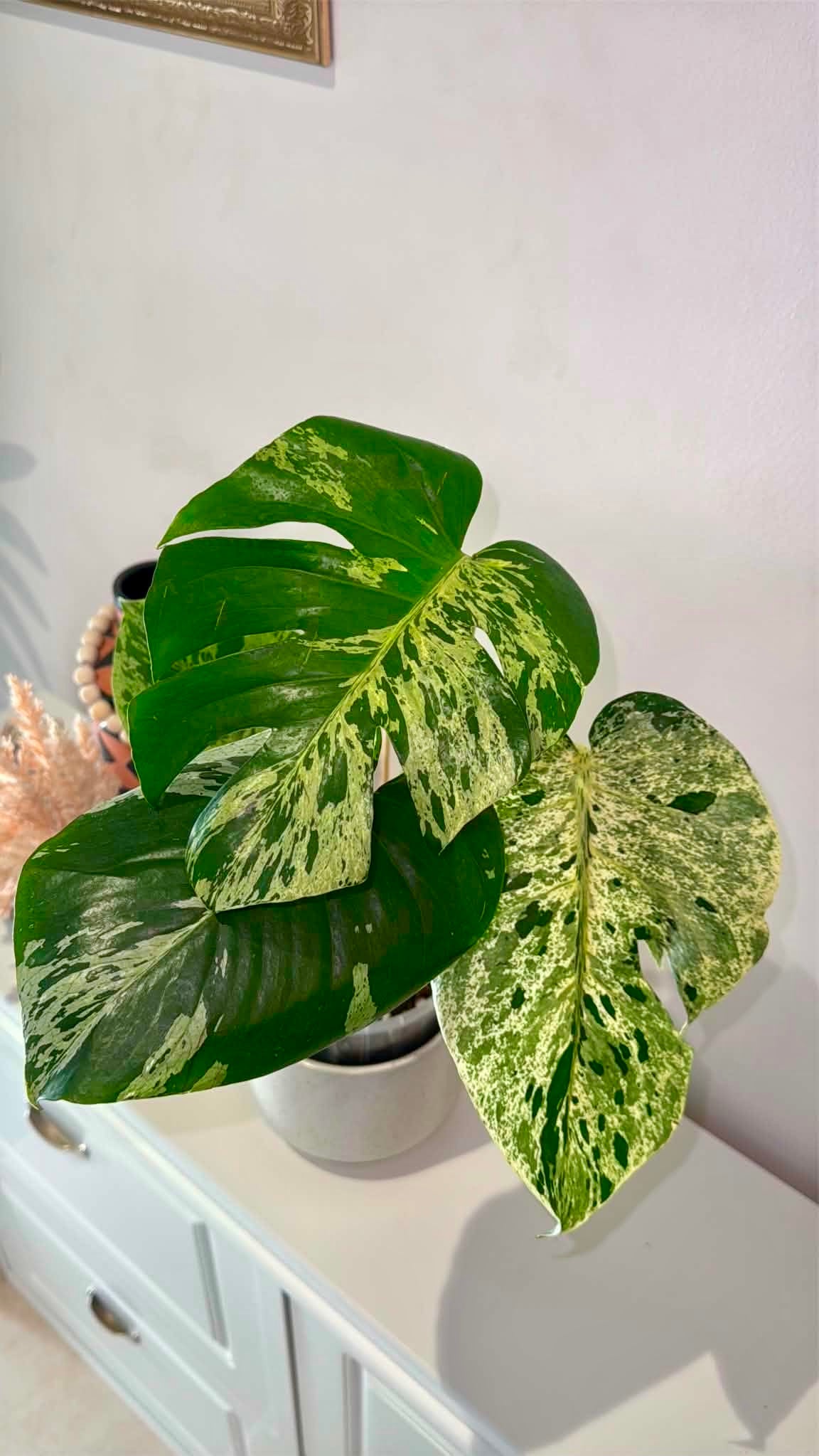 Monstera Bulbasaur