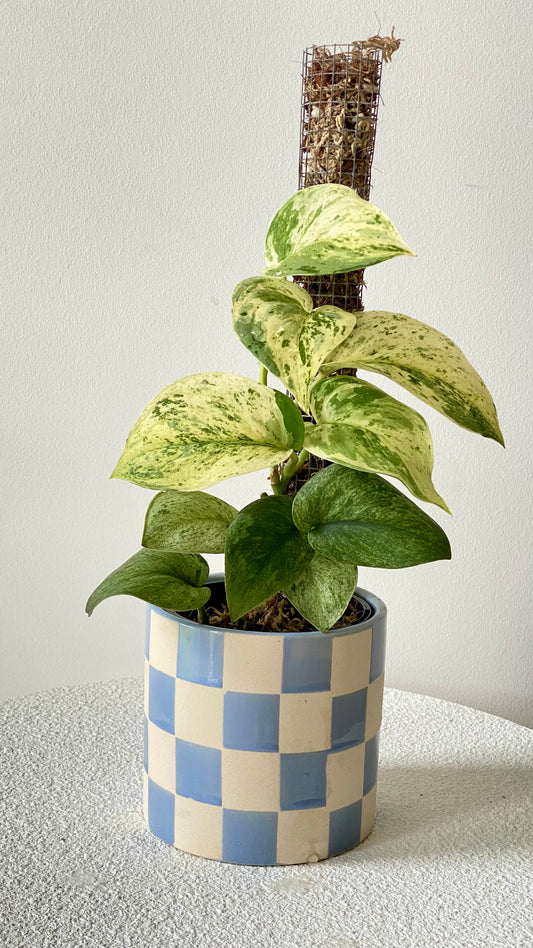 Scindapsus Jade Satin Mint