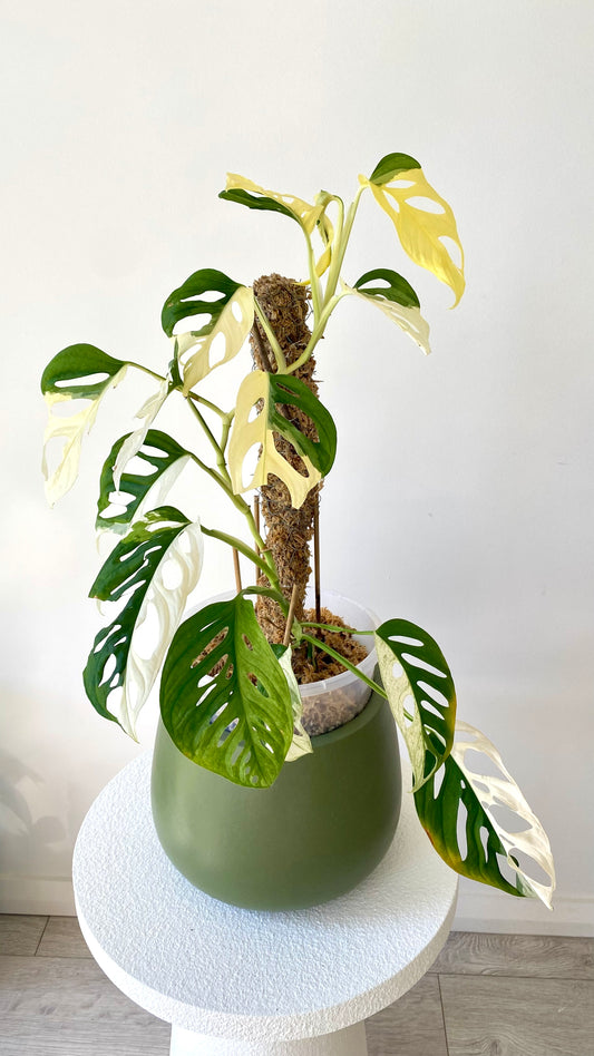 Monstera Adansonii Variegated