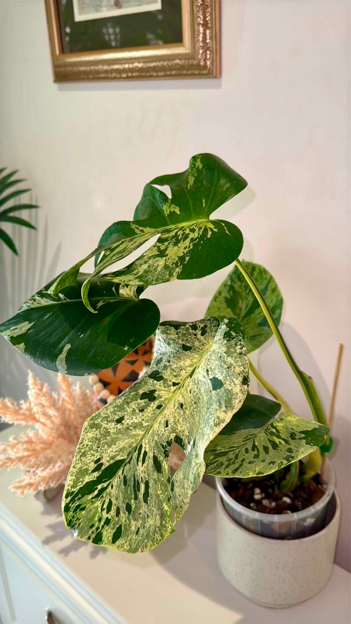 Monstera Bulbasaur