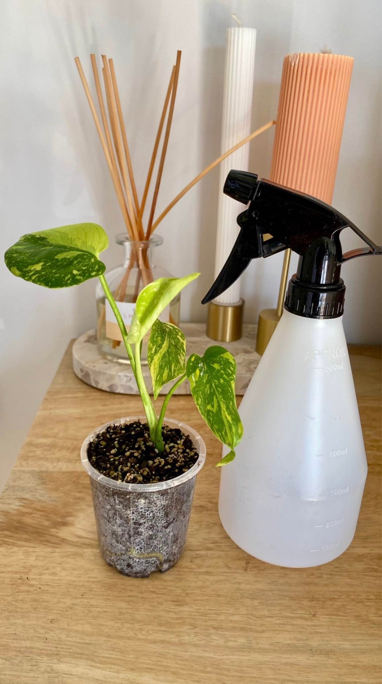 Monstera Electrolytet