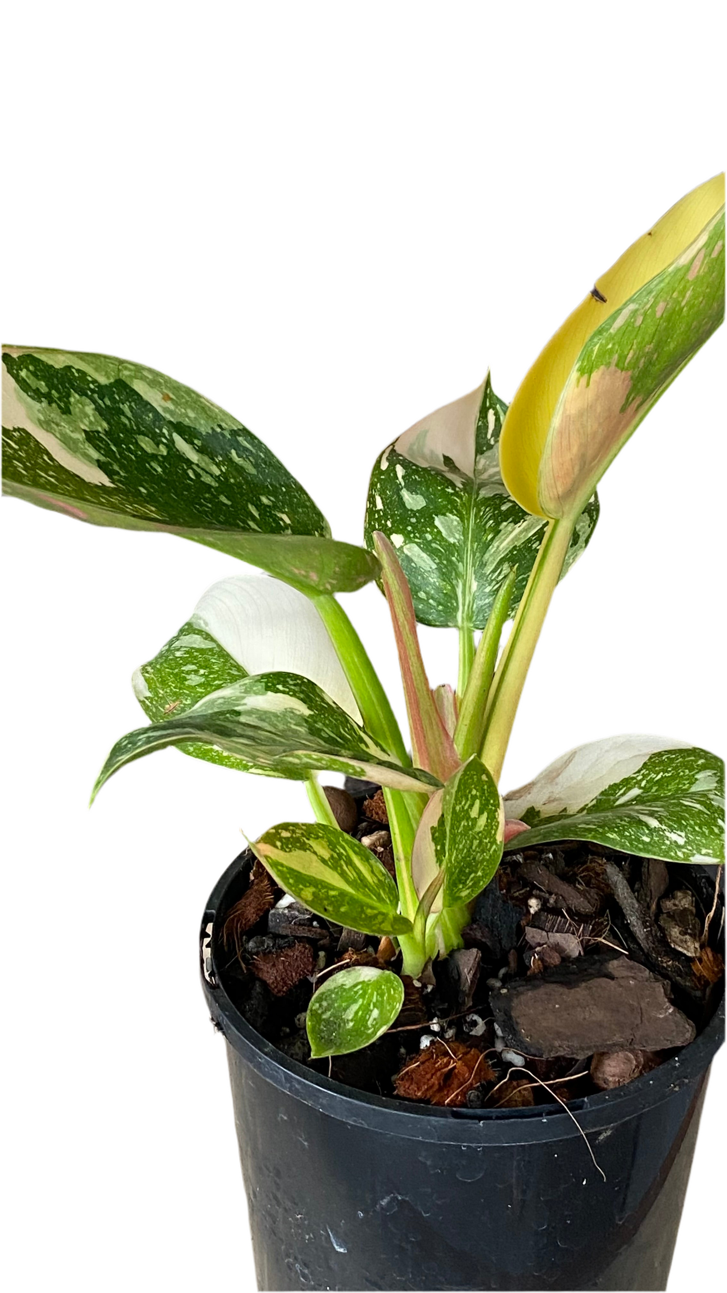 Philodendron Green Congo Nuclear