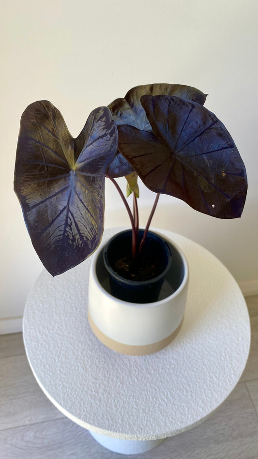 Colocasia Black Coral