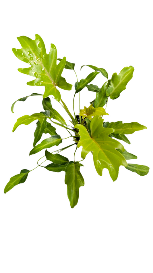 Philodendron Xanadu Variegated