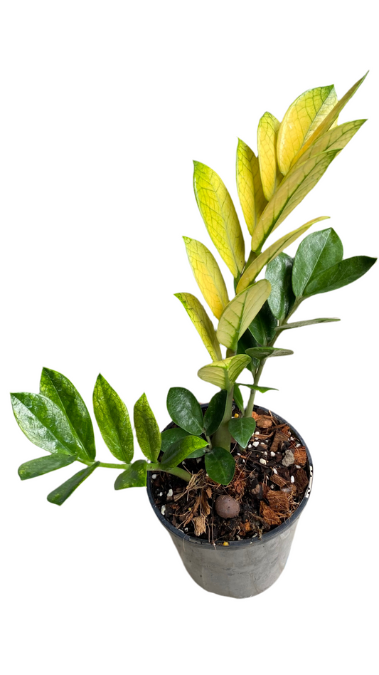 Zamioculcas Zamiifolia - Akebono