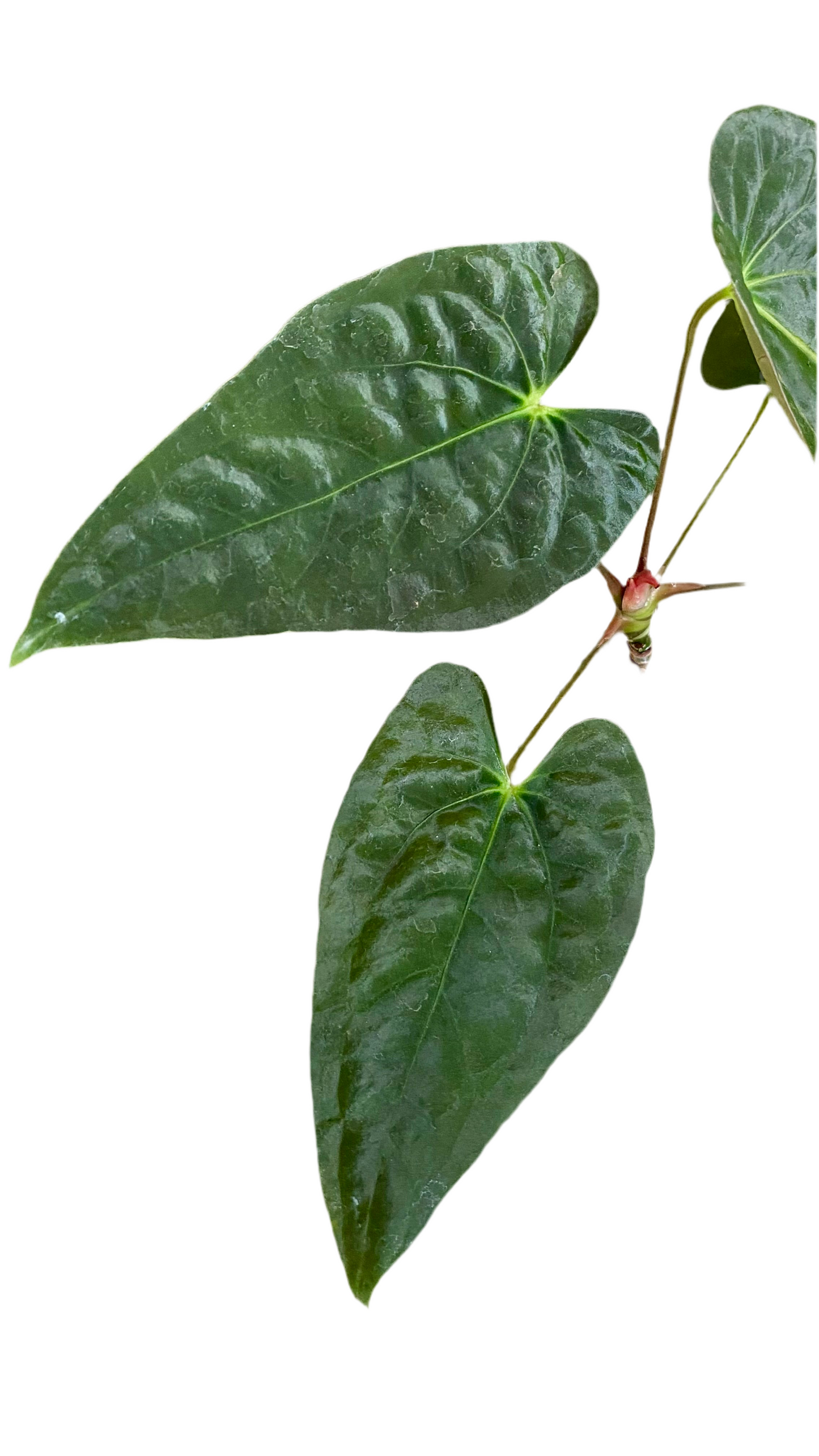 Anthurium Papillilaminum x Dressleri