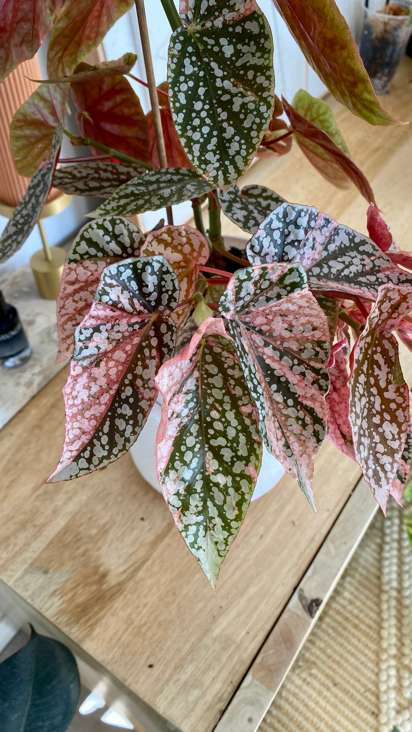 Begonia Snow Capped Variegated