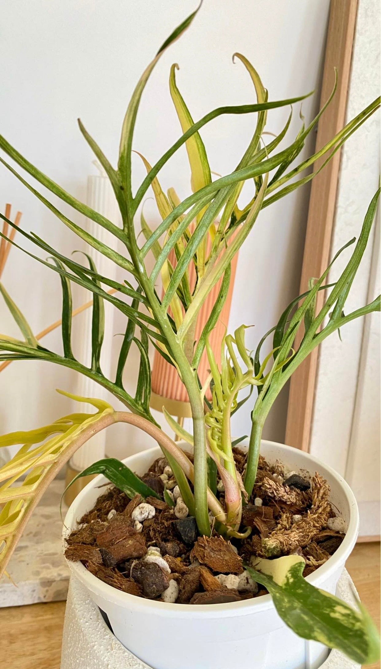 Philodendron Totum Variegated