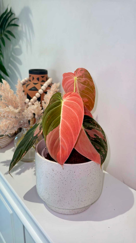 Philodendron Melanochrysum
'Orange/ Pink Bonfire' Variegated