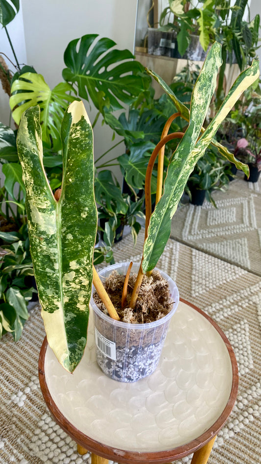 Philodendron Billietiae Variegated

Genetic (Non Tc)