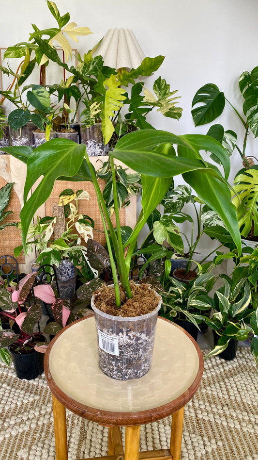 Monstera Burle Marx Flame