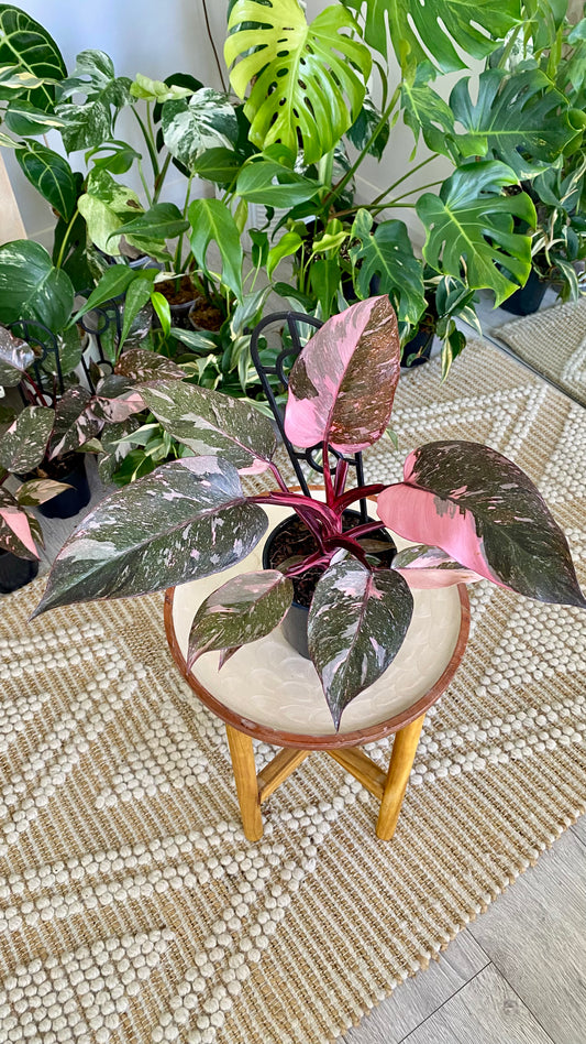 Philodendron Pink Princess Mable Galaxy