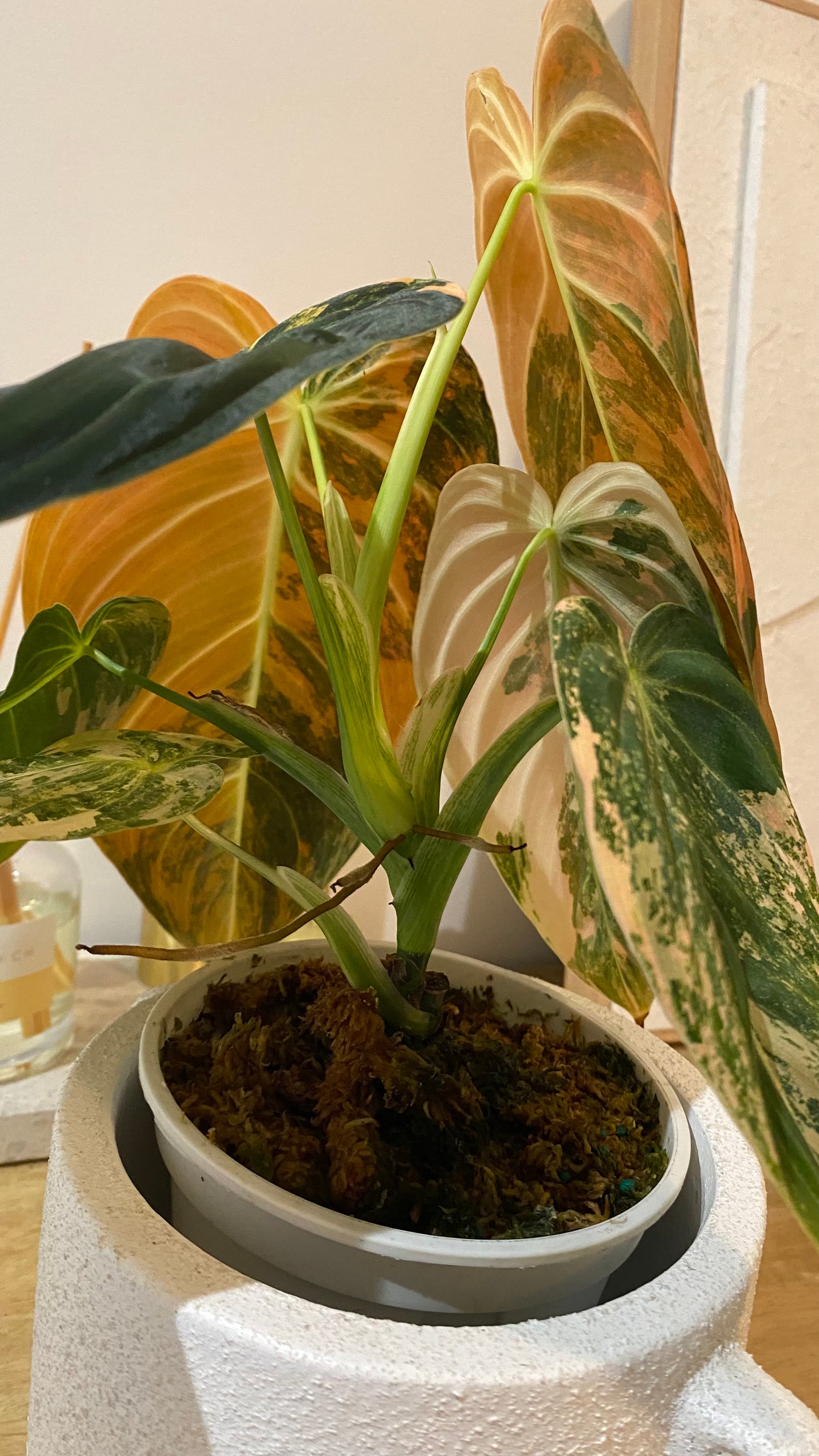 Philodendron Melanochrysum Orange/ Pink  Variegated