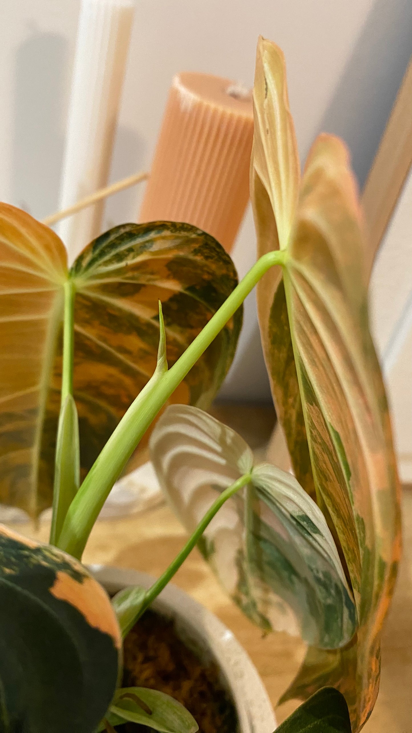 Philodendron Melanochrysum Orange/ Pink  Variegated