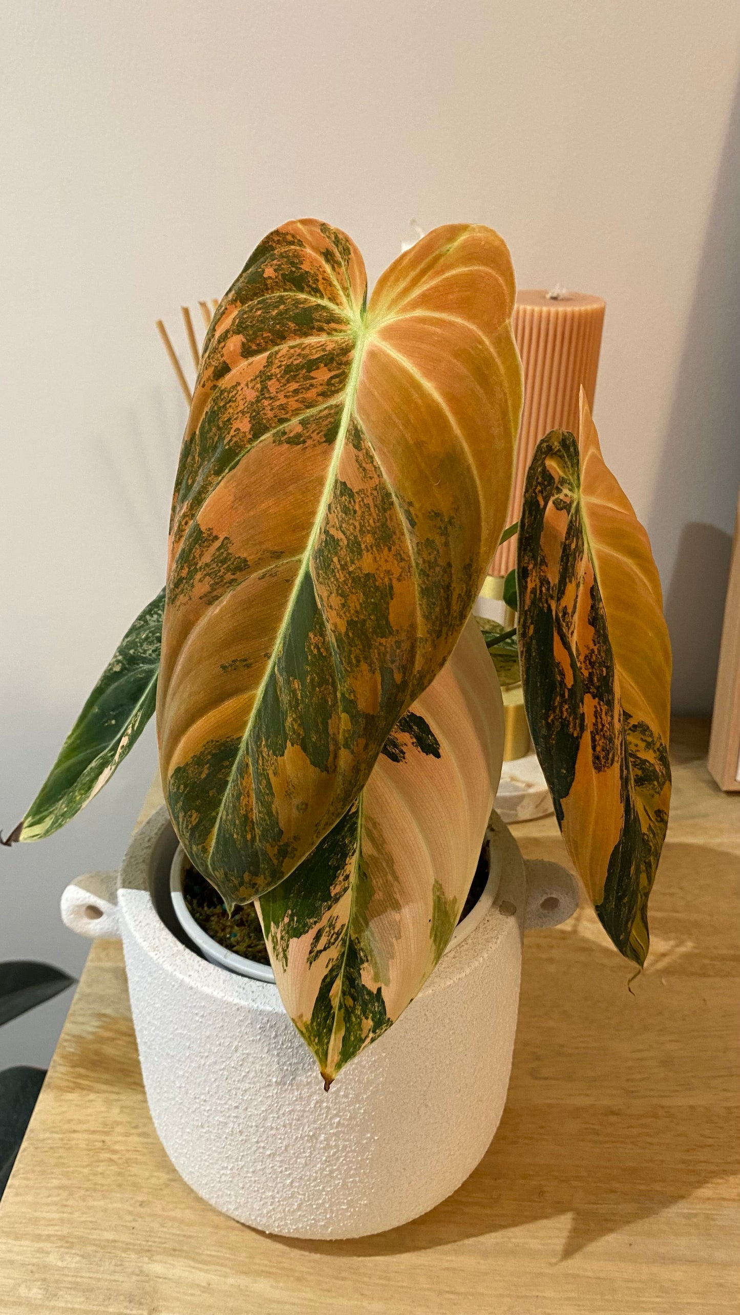 Philodendron Melanochrysum Orange/ Pink  Variegated