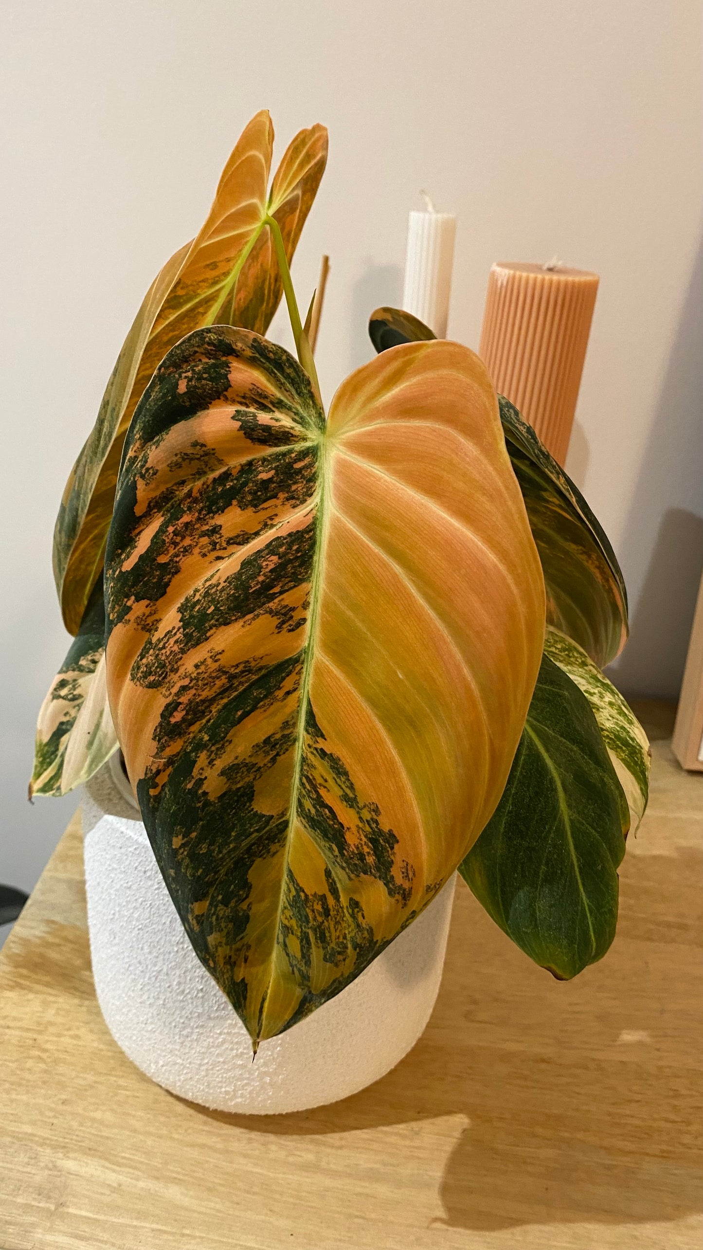 Philodendron Melanochrysum Orange/ Pink  Variegated