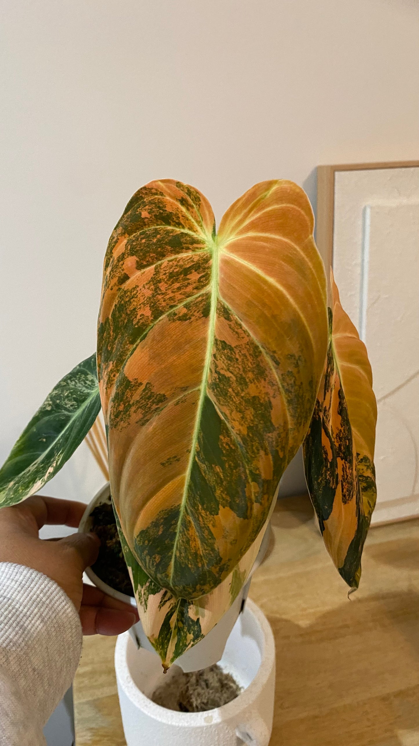 Philodendron Melanochrysum Orange/ Pink  Variegated