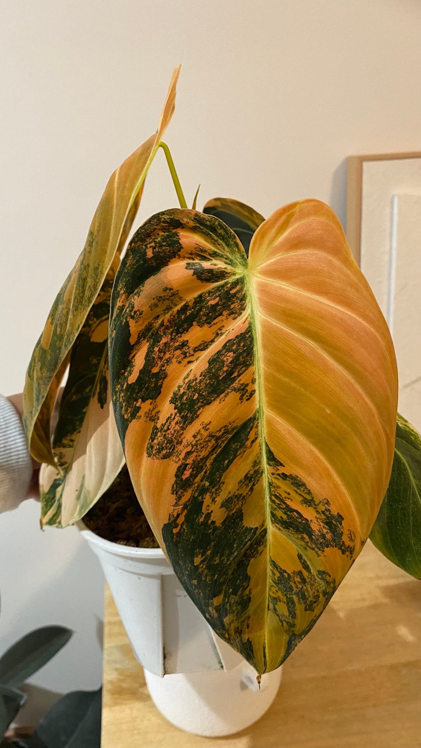 Philodendron Melanochrysum Orange/ Pink  Variegated