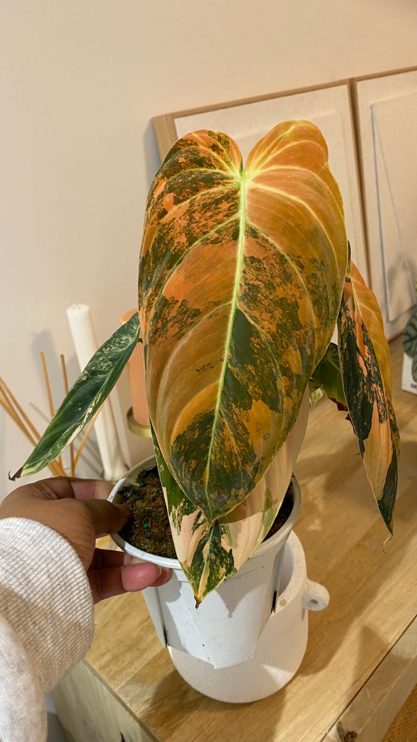 Philodendron Melanochrysum Orange/ Pink  Variegated