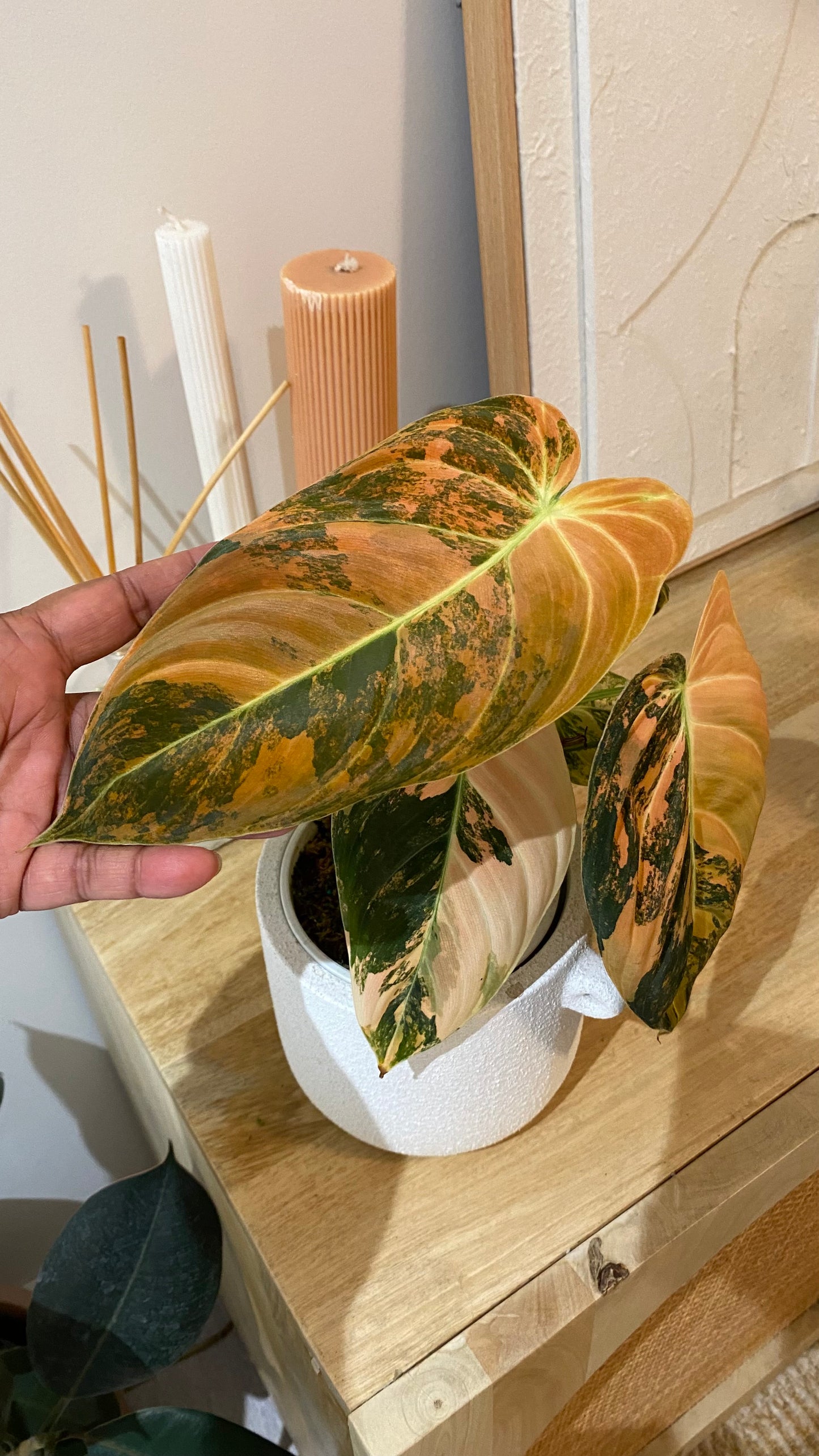 Philodendron Melanochrysum Orange/ Pink  Variegated