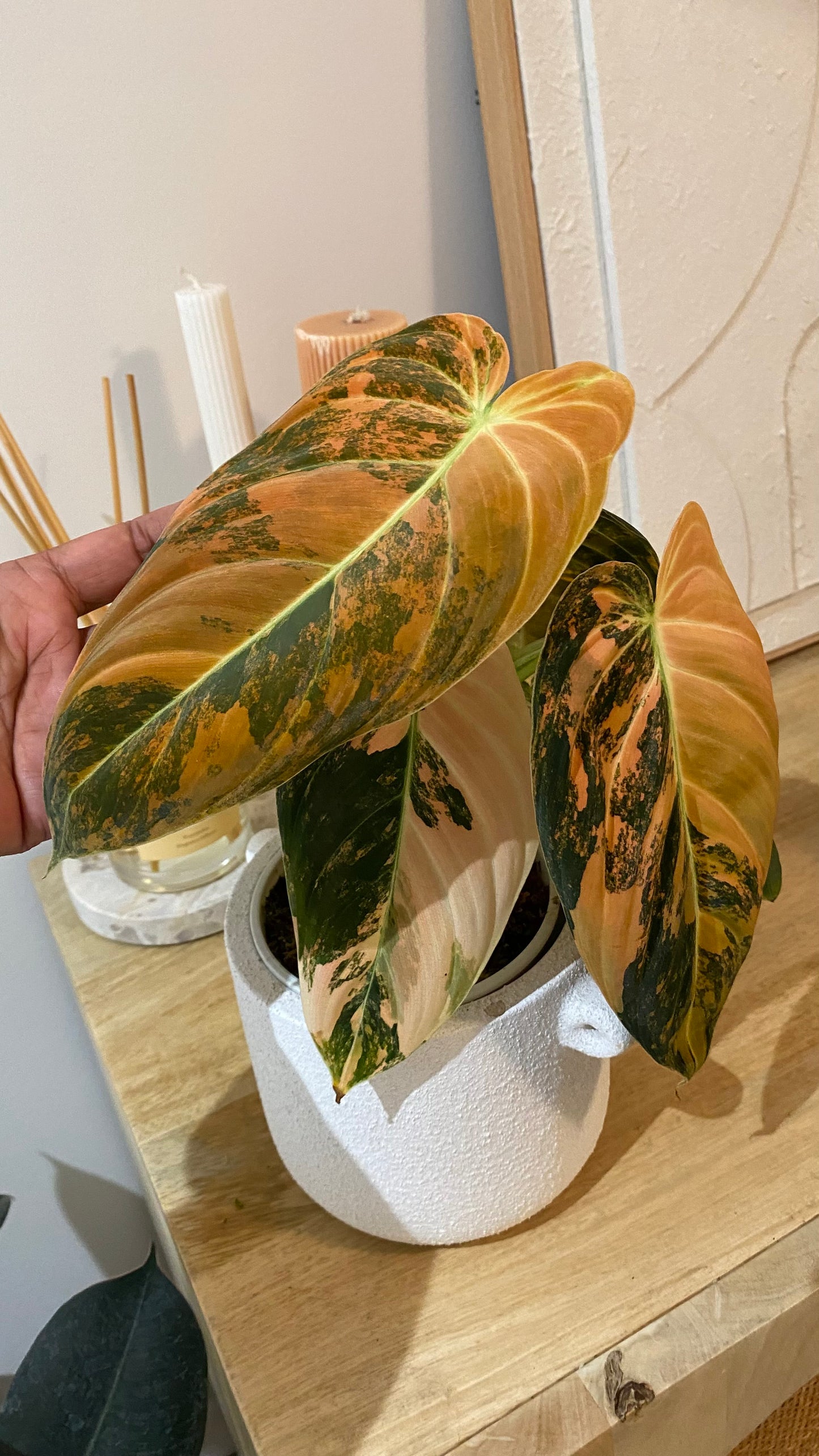 Philodendron Melanochrysum Orange/ Pink  Variegated